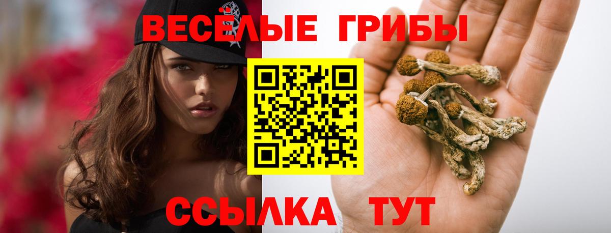 Псилоцибиновые грибы мицелий Зима